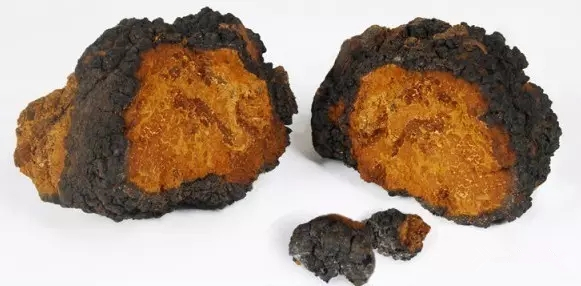 桦树茸