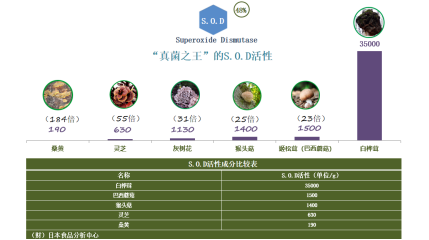 白桦茸
