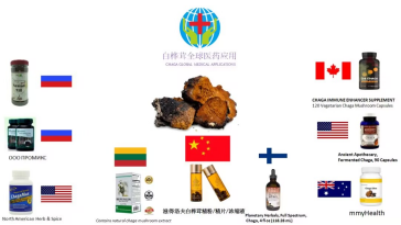 中俄健康合作新篇章：白桦茸如何成为“一带一路”的健康使者？