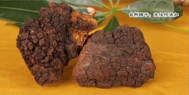 桦树茸