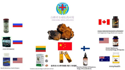 俄罗斯传统智慧：白桦茸何以成为极地民族的活力之源
