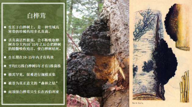 [广州白桦茸厂家]绿色能量源：白桦茸如何为身体提供持久活力